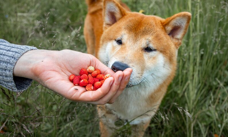 Ein rotbrauner Shiba Inu schnuppert neugierig an einer Hand voll Walderdbeeren in einer grünen Wiese. | © Adobe Stock / Mira