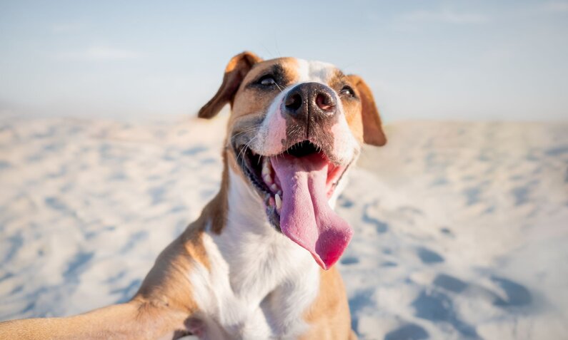 Glücklicher braun-weißer Hund mit weit herausgestreckter Zunge sitzt am Strand und genießt das sonnige Wetter. | © Adobe Stock / Photoboyko