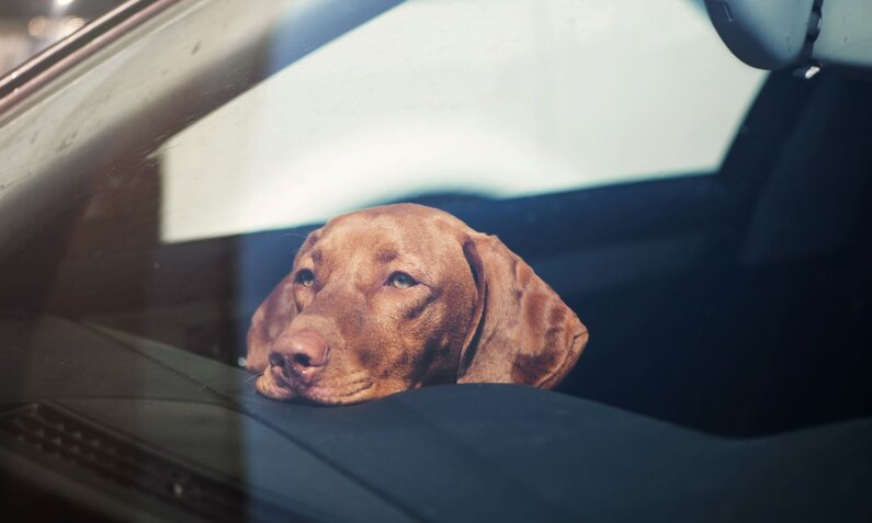 Ein trauriger brauner Hund liegt mit der Schnauze auf dem Armaturenbrett eines Autos und schaut durch die Windschutzscheibe. | © Adobe stock / Olena Bloshchynska