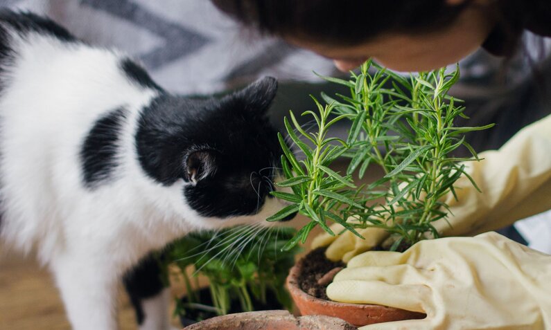 Eine schwarz-weiße Katze beschnuppert neugierig eine Kräuterpflanze in einem Terrakottatopf, während jemand mit Handschuhen umtopft. | © Adobe Stock / sonyachny