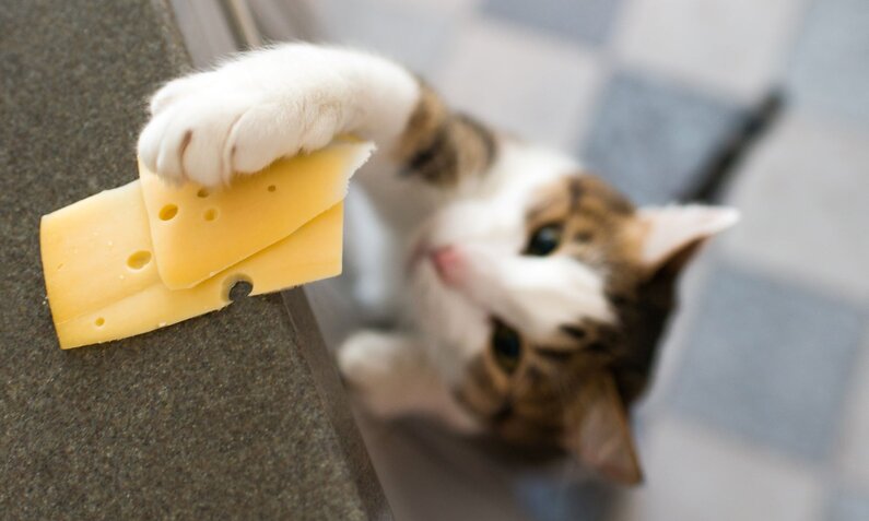 Eine getigerte Katze mit weißem Fell versucht, ein Stück Käse von einer Küchenarbeitsplatte zu stehlen. | © Adobe Stock / irinakuz9