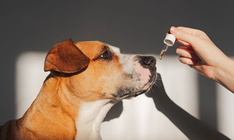 Ein braun-weißer Hund schnuppert an einer Pipette mit Öl, die von einer Hand gehalten wird. | © Photoboyko