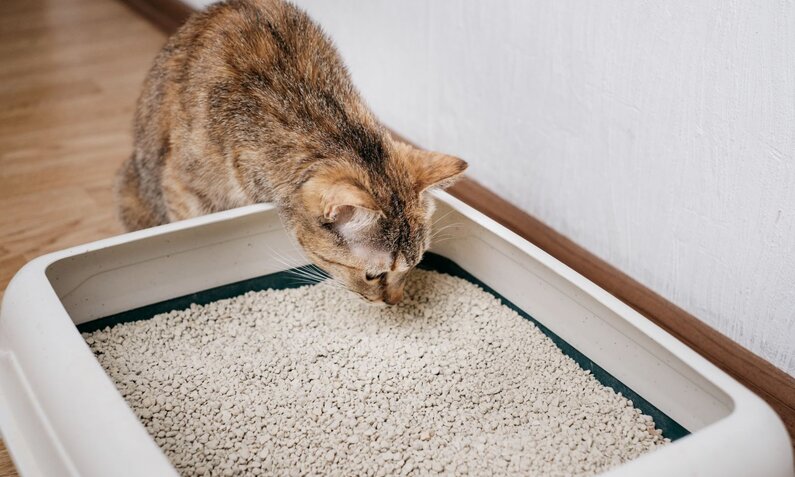 Katze schnuppert am Katzenstreu im Katzenklo | © Adobe Stock / Alex Photo