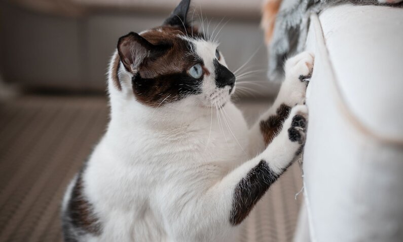 Eine weiß-schwarz gefleckte Katze mit blauen Augen kratzt neugierig an einem weißen Sofa im Wohnzimmer. | © Adobe Stock / magui RF