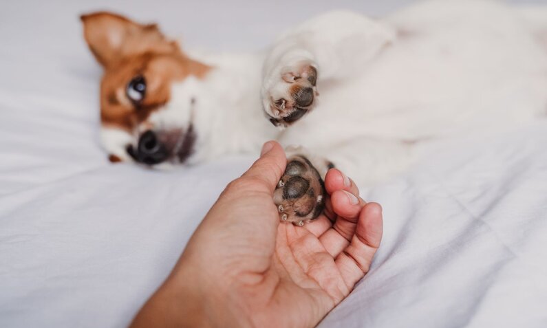 Eine Hand hält die Pfote eines auf dem Rücken liegenden Hundes mit braun-weißem Fell auf einem weißen Bett. | © Adobe Stock / Eva