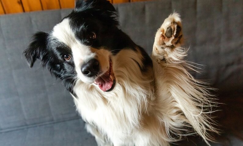 Fröhlicher schwarz-weißer Hund hebt die Pfote auf grauem Sofa, während er die Kamera anblickt, Holzwand dahinter. | © Adobe Stock / Юлия Завалишина