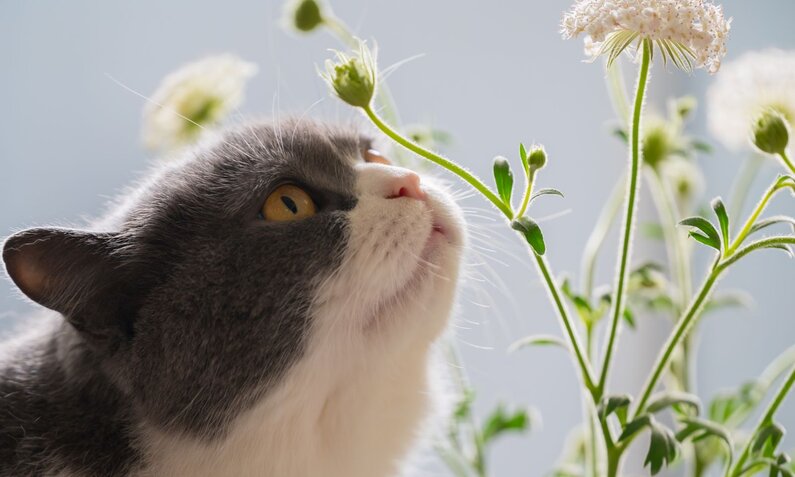 Eine grau-weiße Katze schnuppert neugierig an einer weißen Blume vor hellem Hintergrund. | © Adobe Stock / chendongshan