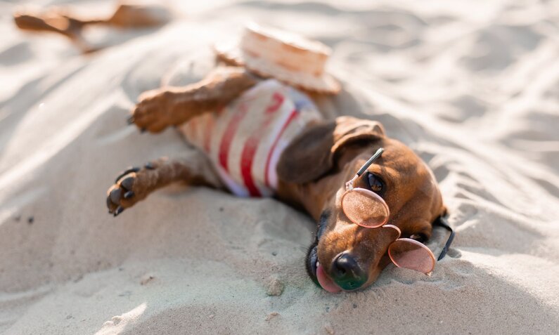 Ein brauner Dackel liegt im gestreiften Shirt und Sonnenbrille auf sandigem Boden, ein Strohhut liegt auf ihm. | © Adobe Stock / КРИСТИНА Игумнова