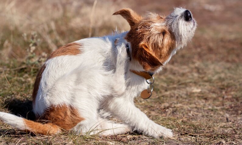 Kleiner weiß-brauner Hund mit Halsband kratzt sich am Ohr und kneift die Augen zusammen, auf trockener Wiese im Sonnenlicht. | © Adobe Stock / Reddogs