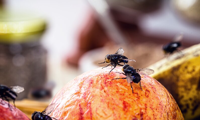 Nahaufnahme von Fliegen auf einem roten Pfirsich, umgeben von verschwommenen Küchenutensilien im Hintergrund. | © Adobe Stock/ RHJ