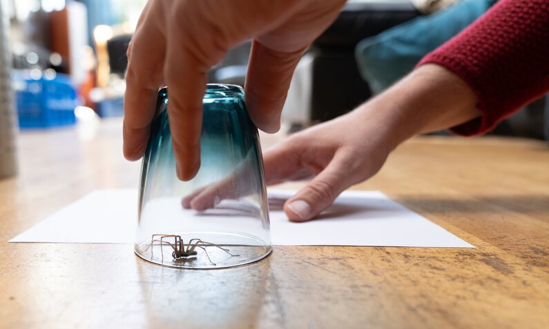 Zwei Hände fangen eine Spinne unter einem Glas auf einem Holzboden in einem Wohnzimmer ein. | © Adobe Stock/ Leoniek