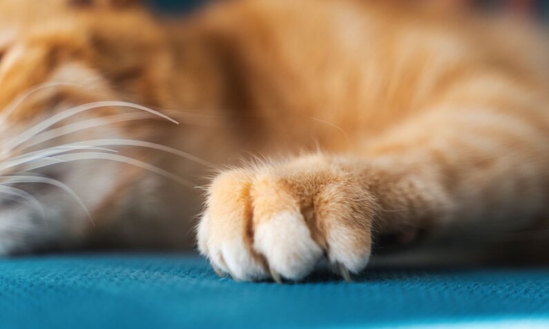 Die weiche, pelzige Pfote einer orangefarbenen Katze liegt auf einem blauen Sofa, unscharfer Hintergrund. | © Adobe Stock / olezzo