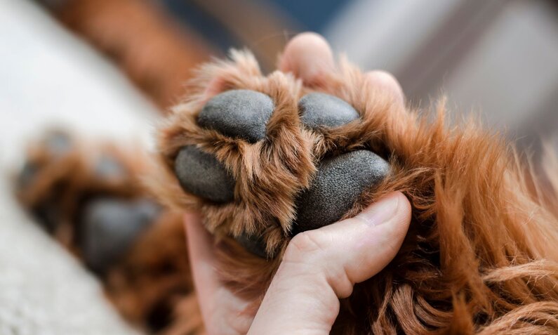 Eine Hand hält sanft die flauschige, schwarze Pfote eines Hundes mit rötlichem Fell auf hellem Hintergrund. | © Adobe Stock / smutnypan