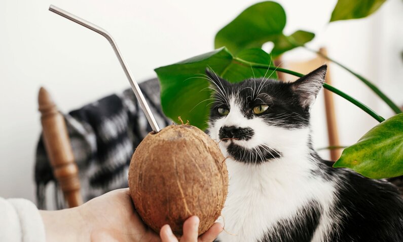 Eine schwarz-weiße Katze schnuppert neugierig an einer Kokosnuss mit Strohhalm, vor einem grünen Blatt. | © Adobe Stock / sonyachny