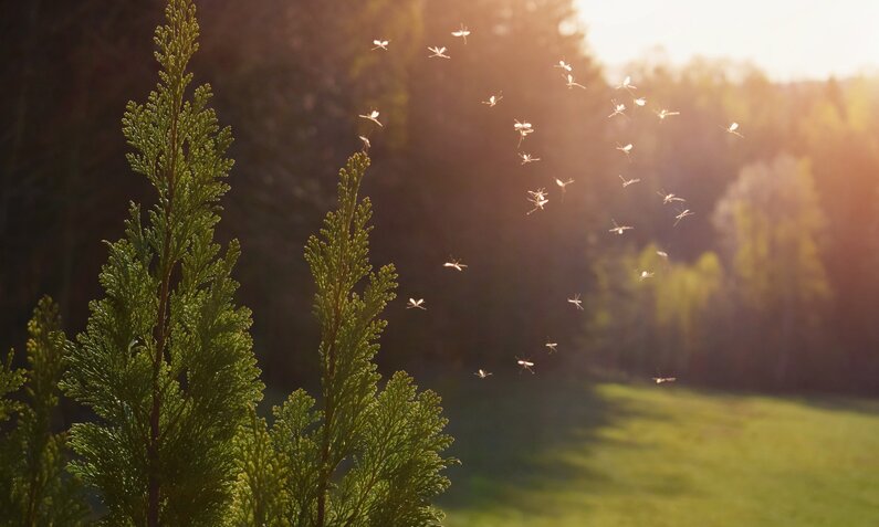 Mückenschwarm in Sonnenuntergang | © Adobe Stock/ Tunatura