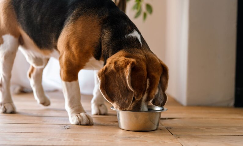 Ein Beagle mit braun-schwarzem Fell frisst aus einem Metallnapf auf einem Holzboden in einem Wohnzimmer. | © Adobe Stock / Drobot Dean