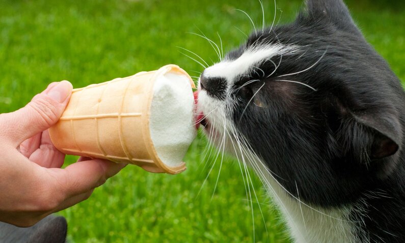 Eine schwarz-weiße Katze leckt an einem Vanilleeis in einer Waffel, das von einer Hand gehalten wird, grüner Rasen im Hintergrund. | © Adobe Stock / nic_ol