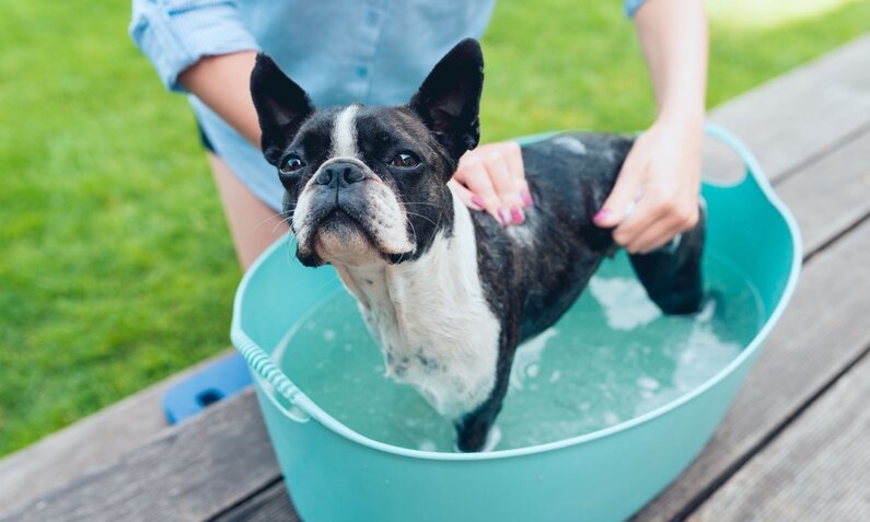 Ein schwarz-weißer Boston Terrier wird in einer blauen Wanne im Garten gebadet, während jemand ihn festhält. | © Adobe Stock / bubutu