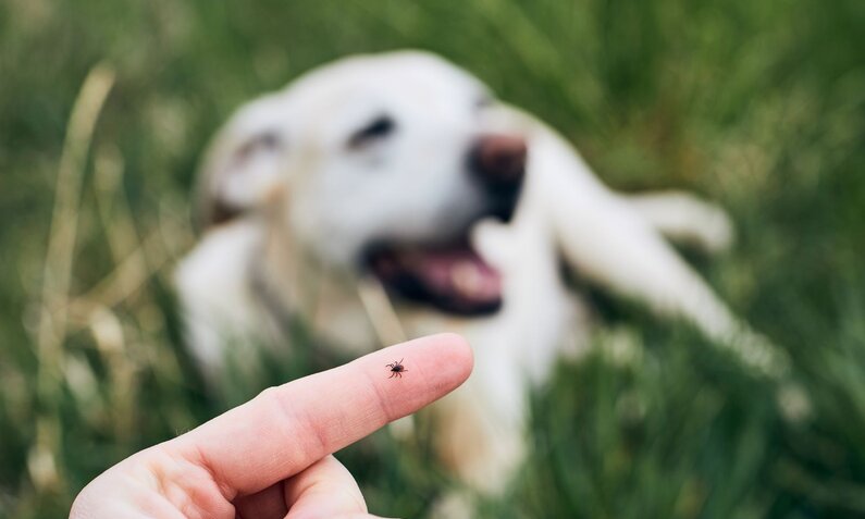 Eine Hand zeigt eine kleine Zecke auf dem Finger, im Hintergrund liegt ein weißer Hund auf einer grünen Wiese. | © Adobe Stock / Chalabala