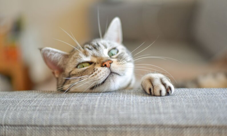 Getigerte Katze mit grünen Augen und rosafarbenem Näschen liegt auf einer grauen Couch und schaut provozierend. | © Adobe Stock / ramustagram