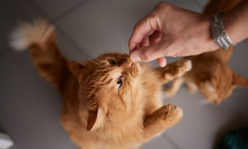 Eine rote Katze steht auf den Hinterbeinen und schnuppert neugierig an einem Leckerli, das ihr von einer Hand gereicht wird. | © Adobe Stock / Евгений Вершинин