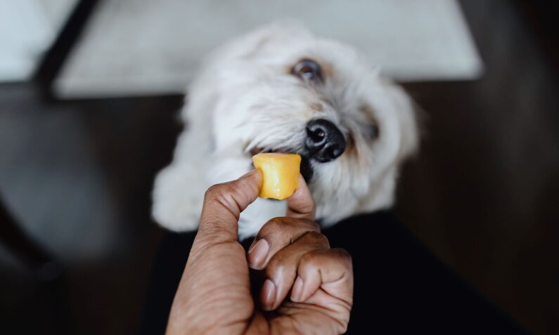 Ein kleiner, weiß-grauer Hund schnappt nach einem Stück Mango, das von einer Hand mit dunkler Haut gehalten wird. | © Getty Images / Grace Cary