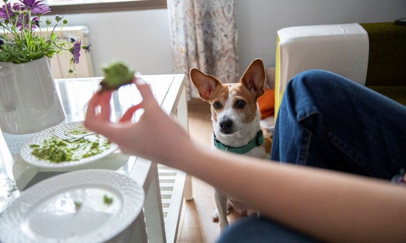 Ein kleiner, braun-weißer Hund mit gespitzten Ohren sitzt aufmerksam neben einem Tisch, während eine Hand Essen hält. | © Getty Images / Lourdes Balduque