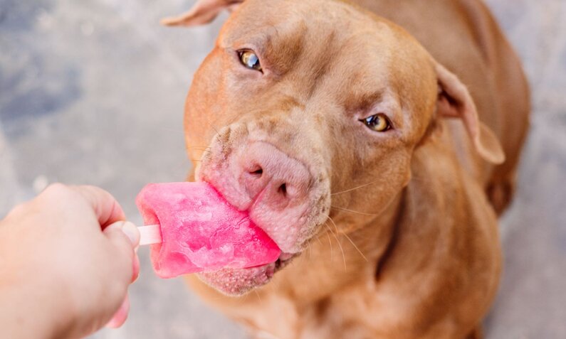 Ein brauner Hund leckt genüsslich an einem pinken Eis am Stiel, das ihm von einer Hand hingehalten wird. | © Adobe Stock / Svetlana