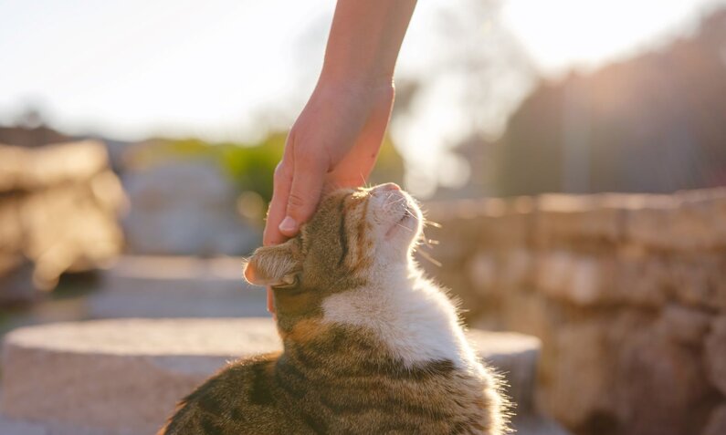 Eine Hand streichelt sanft den Kopf einer getigerten Katze im Sonnenlicht vor einem verschwommenen Hintergrund. | © Adobe Stock / YURII Seleznov