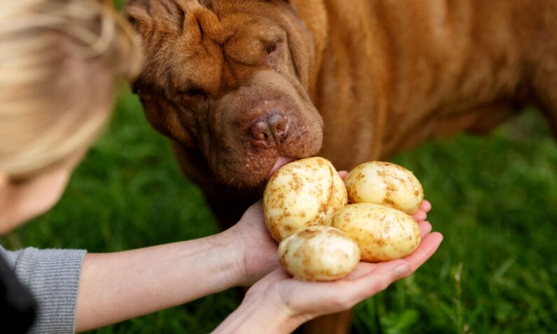 Ein brauner Hund schnüffelt neugierig an vier Kartoffeln, die eine Person auf einer grünen Wiese in den Händen hält. | © Adobe Stock / maxsol7