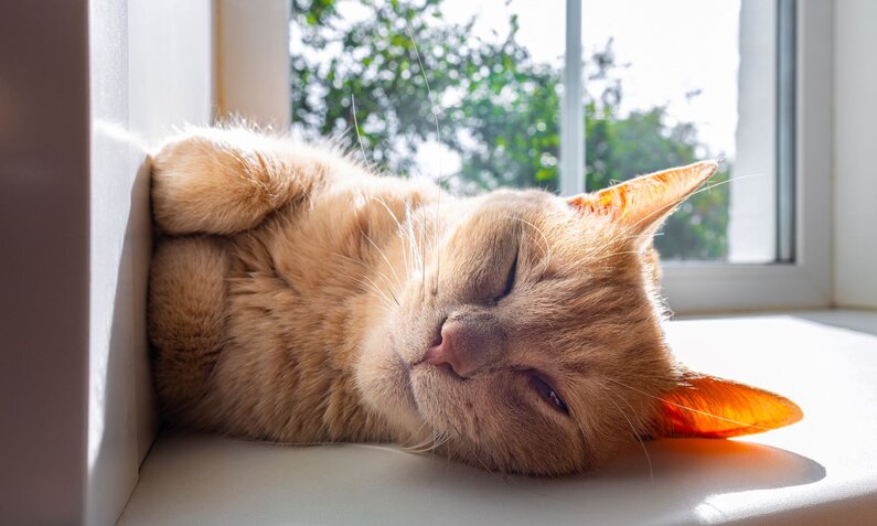 Rote Katze liegt auf der Fensterbank und sonnt sich, schaut in die Kamera | © Adobe Stock / Oleg Opryshko