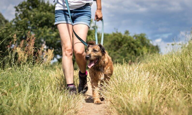 Eine Frau in kurzen Jeans und Wanderschuhen geht mit einem braunen Hund an der Leine einen Feldweg entlang. | © Adobe Stock / encierro