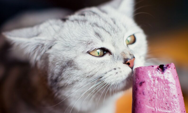 Katze mit leuchtenden Augen riecht neugierig an einem rosafarbenen Eis am Stiel | © Adobe Stock / aprilante