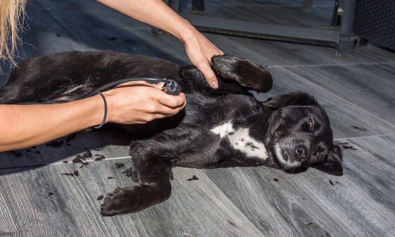 Ein schwarzer Hund mit weißem Fleck auf der Brust wird auf einem grauen Boden rasiert, während er entspannt daliegt. | © Adobe Stock / Martin Schlecht