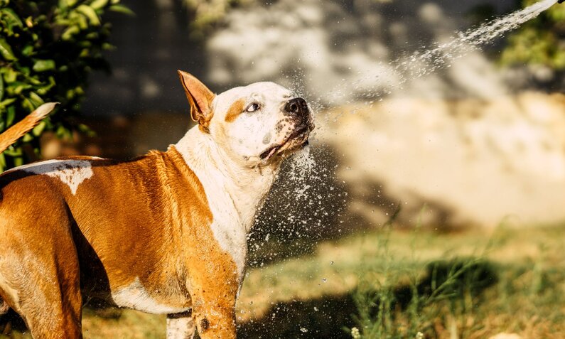 Ein braun-weißer Hund mit gespitzten Ohren wird im Garten mit Wasser bespritzt, umgeben von Büschen und sonnigem Licht. | © Adobe Stock / 