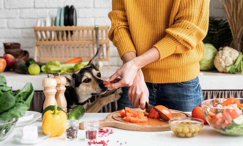 Eine Person in gelbem Pullover schneidet Tomaten in der Küche, während ein neugieriger Hund zuschaut. | © Adobe Stock / dark_blade