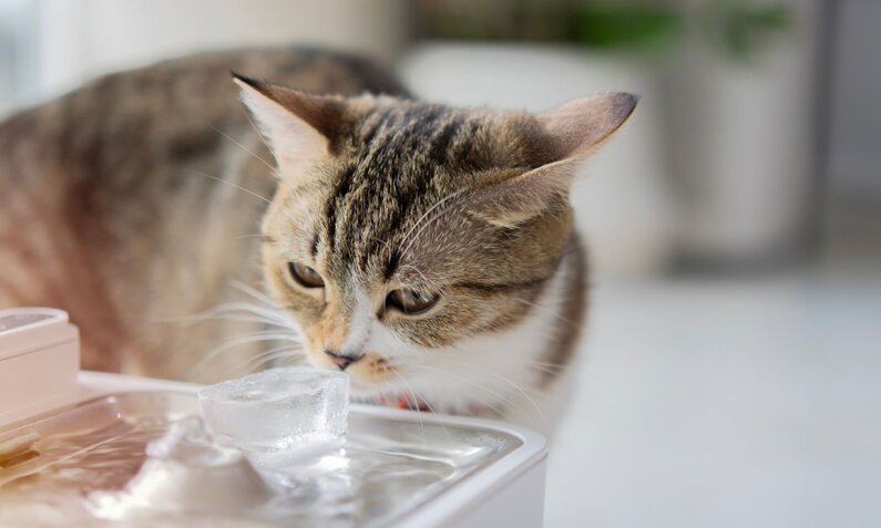 Eine braun-weiß getigerte Katze schnuppert neugierig an einem Eiswürfel auf einer Wasseroberfläche. | © Adobe Stock / Kunlathida