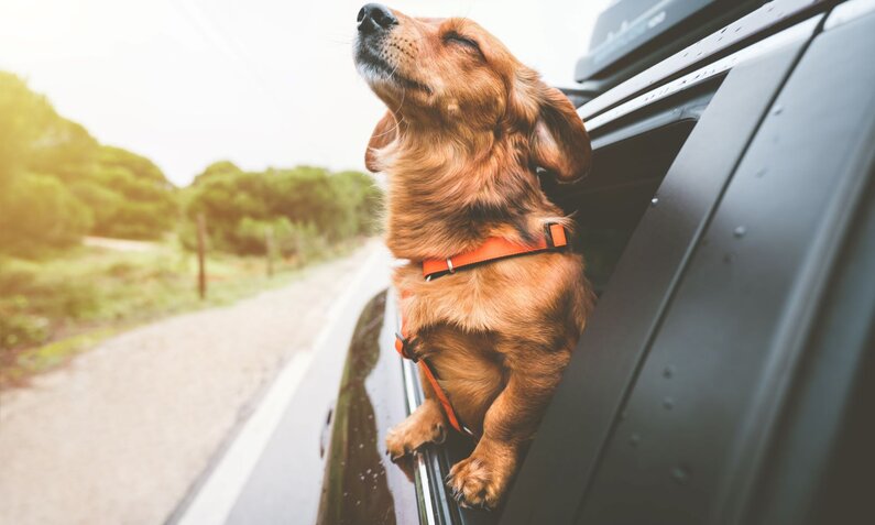 Ein kleiner brauner Hund mit orangefarbenem Geschirr genießt den Fahrtwind mit geschlossenen Augen aus dem Autofenster. | © Adobe Stock / Creative Cat Studio