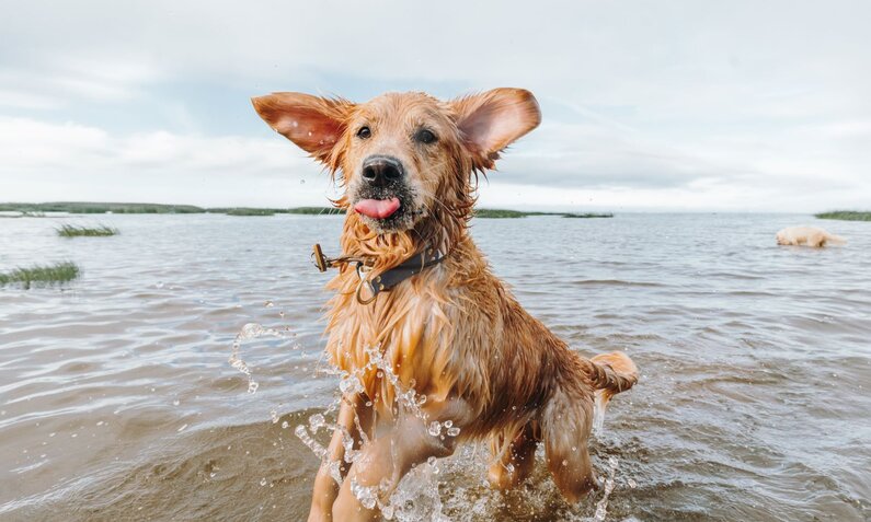 Ein nasser Golden Retriever mit Schlappohren und herausgestreckter Zunge springt spielerisch im flachen Wasser eines Sees. | © Adobe Stock / Maria