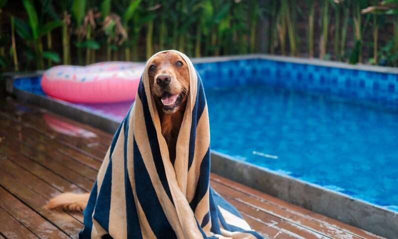 Ein nasser Hund mit beigem und blauem Handtuch umhüllt sitzt fröhlich vor einem blauen Pool auf einer hölzernen Terrasse. | © Adobe Stock / moonmovie