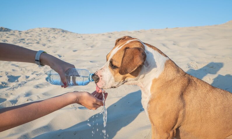 Ein braun-weißer Hund trinkt an einem sonnigen Tag Wasser aus einer Plastikflasche, die von einer Person am Strand gehalten wird. | © Adobe Stock / Photoboyko