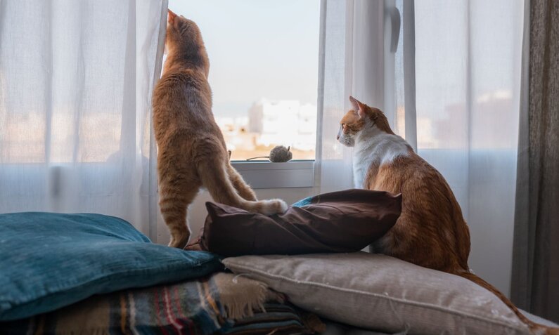 Zwei rot-weiße Katzen sitzen auf Kissen vor einem Fenster, eine schaut hinaus, die andere steht und hebt den Vorhang an. | © Adobe Stock / magui RF