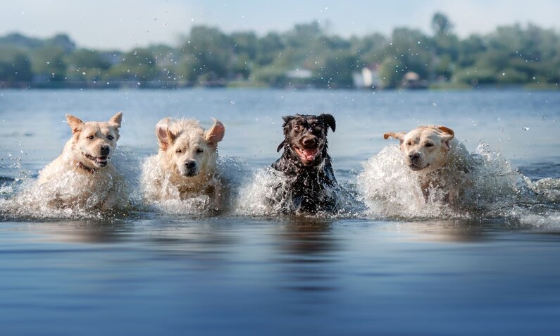 Vier fröhliche Hunde in unterschiedlichen Fellfarben spielen und planschen im flachen Wasser eines Sees an einem sonnigen Tag. | © Adobe Stock / Kate