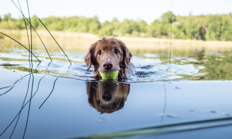 Ein Hund schwimmt mit einem Tennisball im Maul durch einen ruhigen See, umgeben von Schilf und grüner Natur. | © Adobe Stock / Yasmine