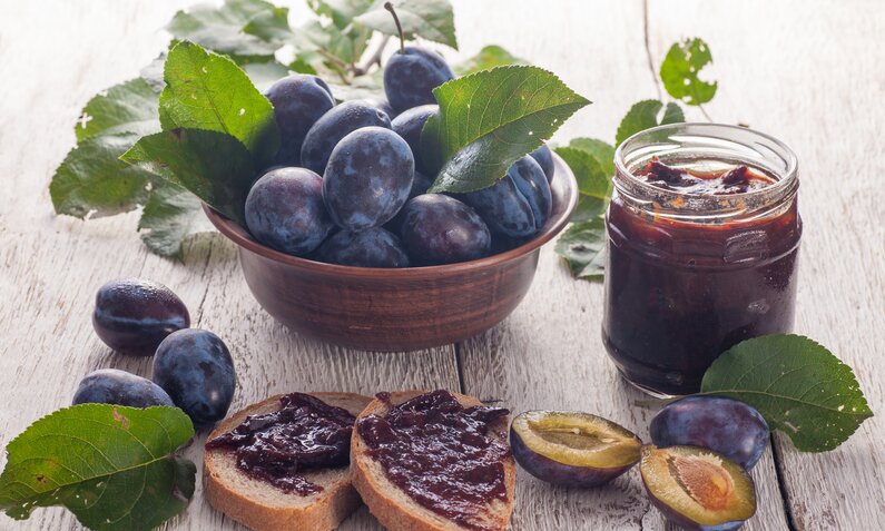 Pflaumenmarmelade in einem Glas, offen, davor mit Marmelade bestrichene Brote und viele frische Pflaumen. | © Getty Images / 	igorartmd