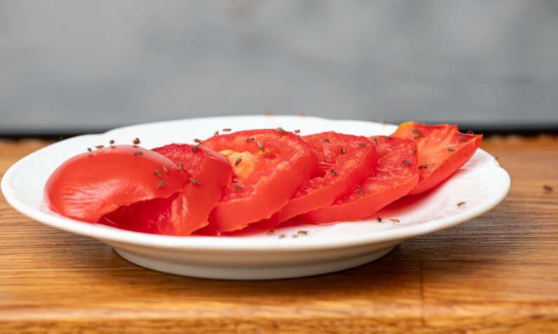 Geschnittene Tomaten auf einem Teller, umgeben von zahlreichen Fruchtfliegen auf Holzuntergrund. | © Adobe Stock/ FotoHelin