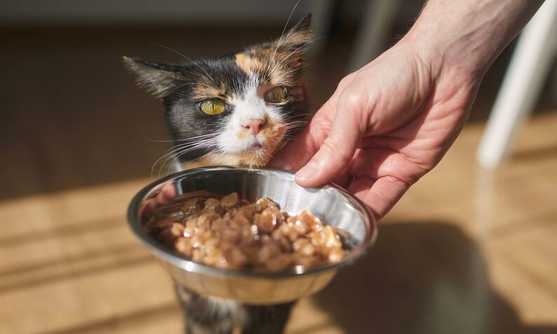 Hand hält einen Futternapf vor das Gesicht einer hungrigen dreifarbigen Katze, die neugierig ins Nassfutter blickt. | © Adobe Stock / Chalabala