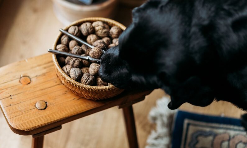 Schwarzer Hund schnuppert neugierig an einem Korb voller Walnüsse und einem Nussknacker auf einem Holzhocker. | © Adobe Stock /  Jakub Tabisz