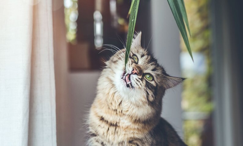 Getigerte Katze mit grünen Augen knabbert neugierig an einem langen Pflanzenblatt vor einem hellen Vorhang. | © Adobe Stock / VICUSCHKA