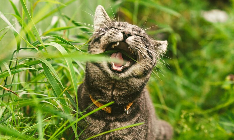 Katze mit gelbem Halsband öffnet weit das Maul zwischen hohen Gräsern, als ob sie etwas fressen will. | © Adobe Stock / Sergey Khamidulin